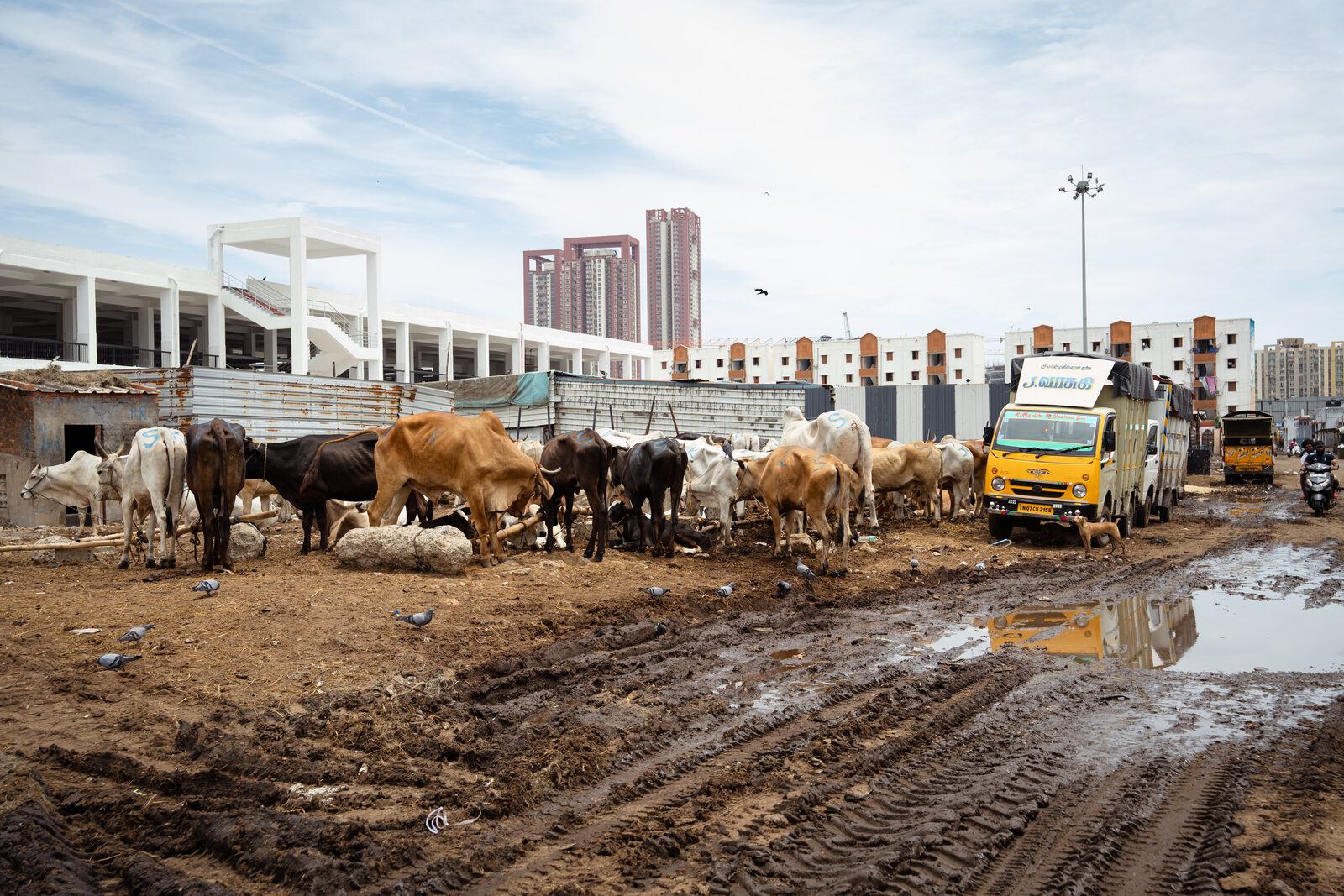 Cattle are kept in an open parking area due to a shortage of lairages.