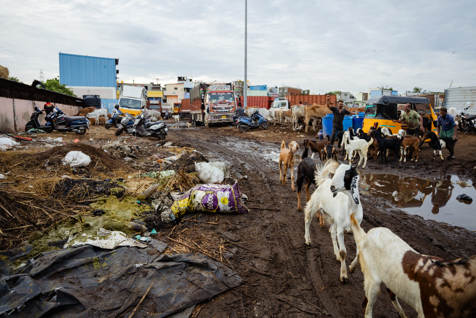 Goats being brought into the slaughterhouse.