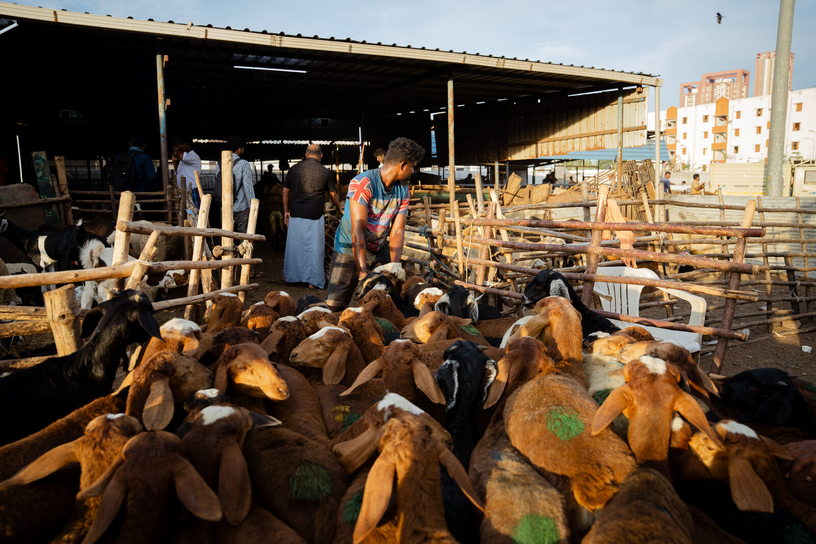 Goats are led into the temporary lairage at the slaughter house.