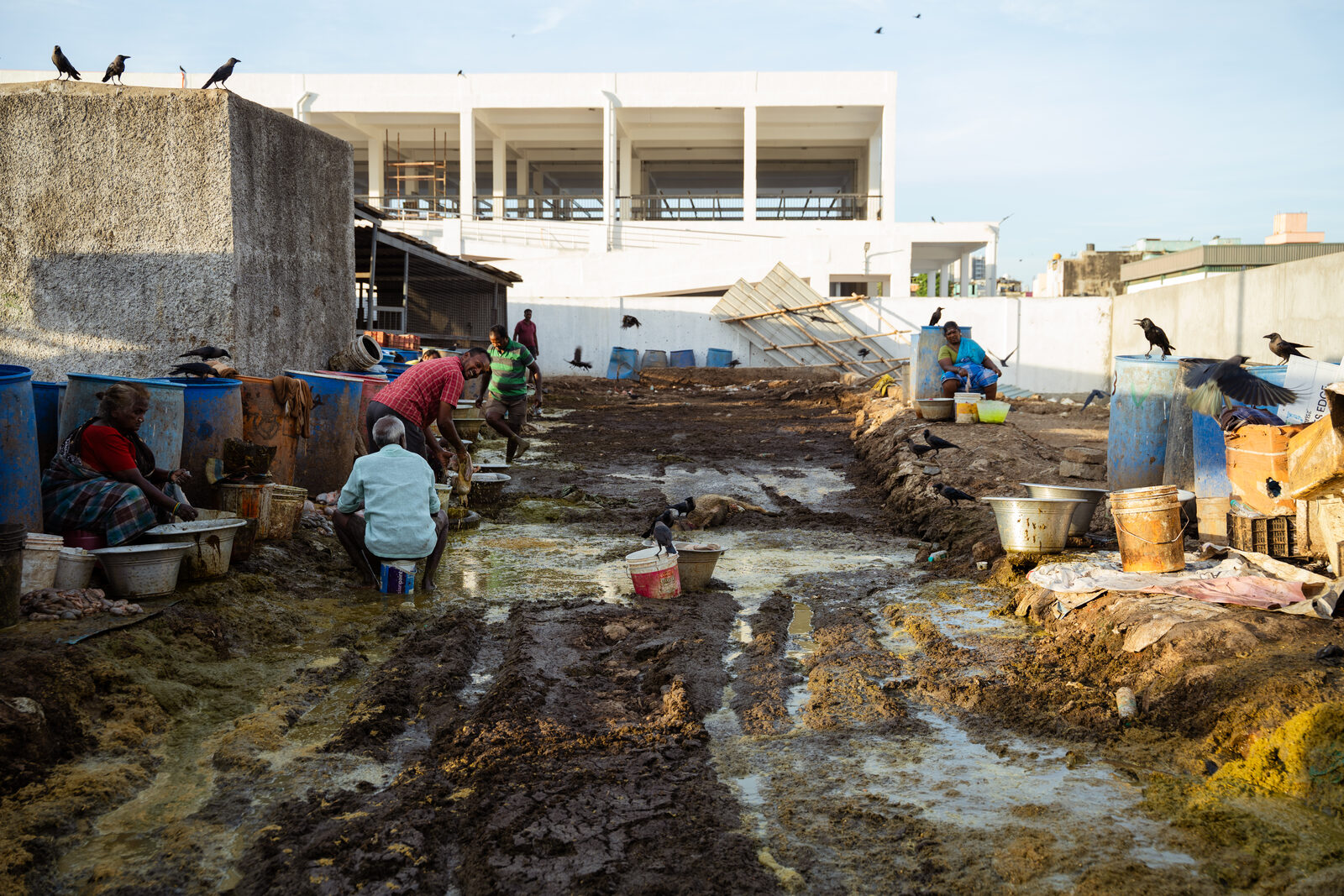 Vendors clean goat offal surrounded by animal waste at the current facility at Puliyanthope.